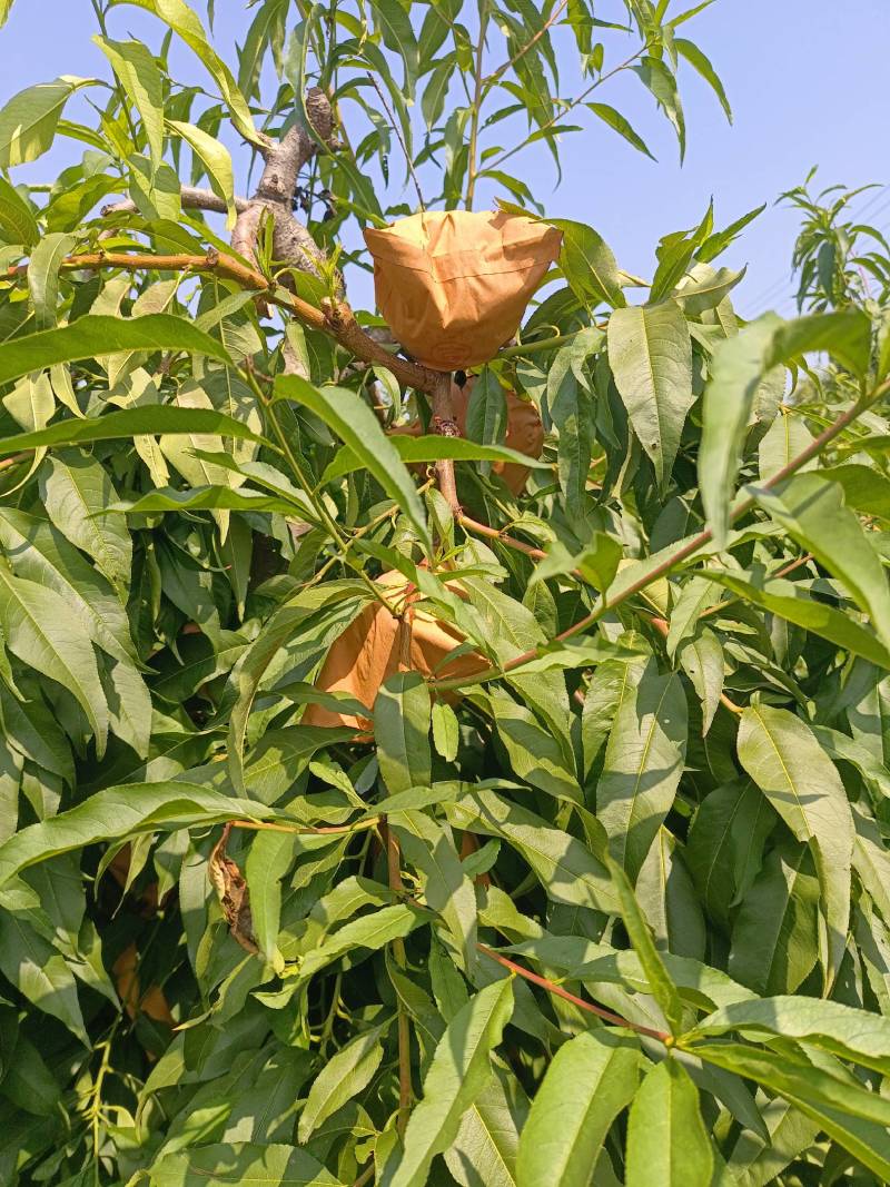 黄桃