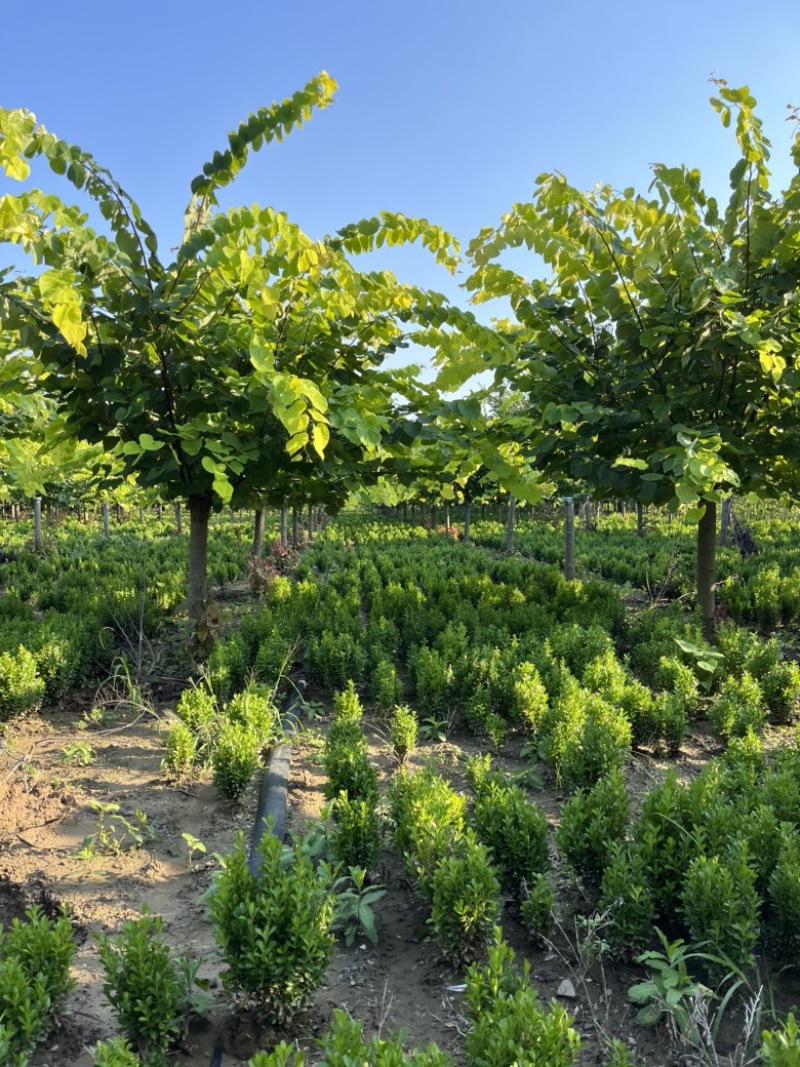 加拿大紫荆-金叶紫荆-红叶紫荆8-11公分