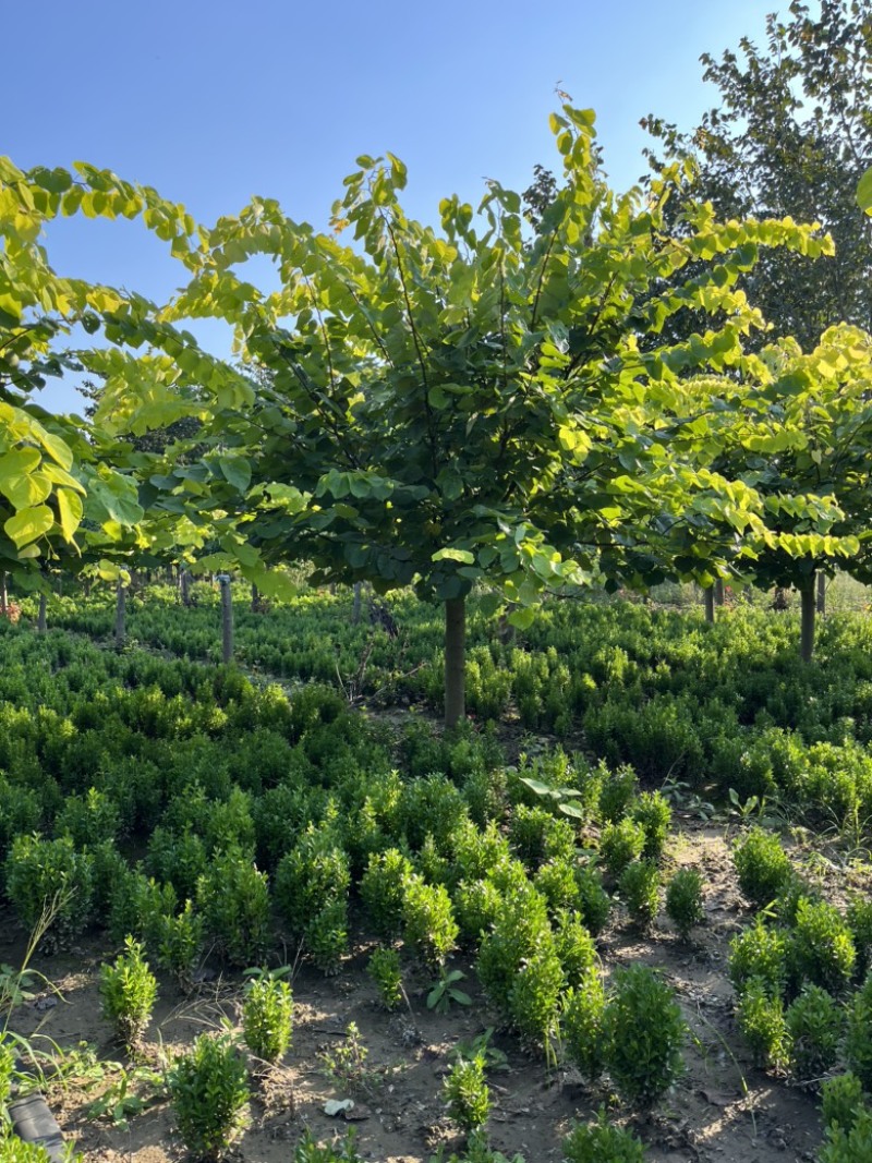 加拿大紫荆-金叶紫荆-红叶紫荆8-11公分