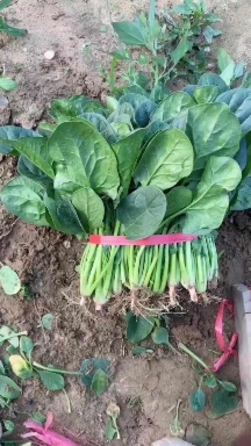 山东优质黑将军菠菜种子耐寒性强生长旺盛产量高
