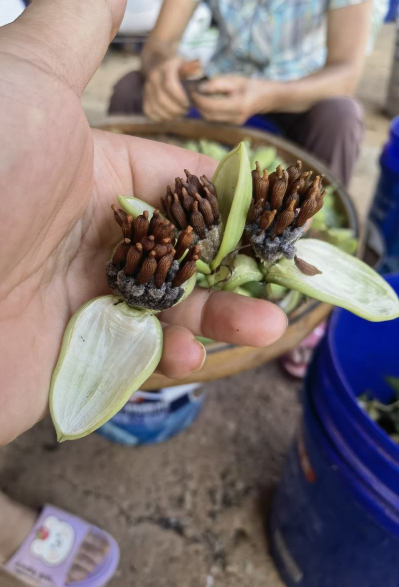 种植基地直批红花百部种子大红花百部种子大量供应
