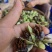 种植基地直批红花百部种子大红花百部种子大量供应