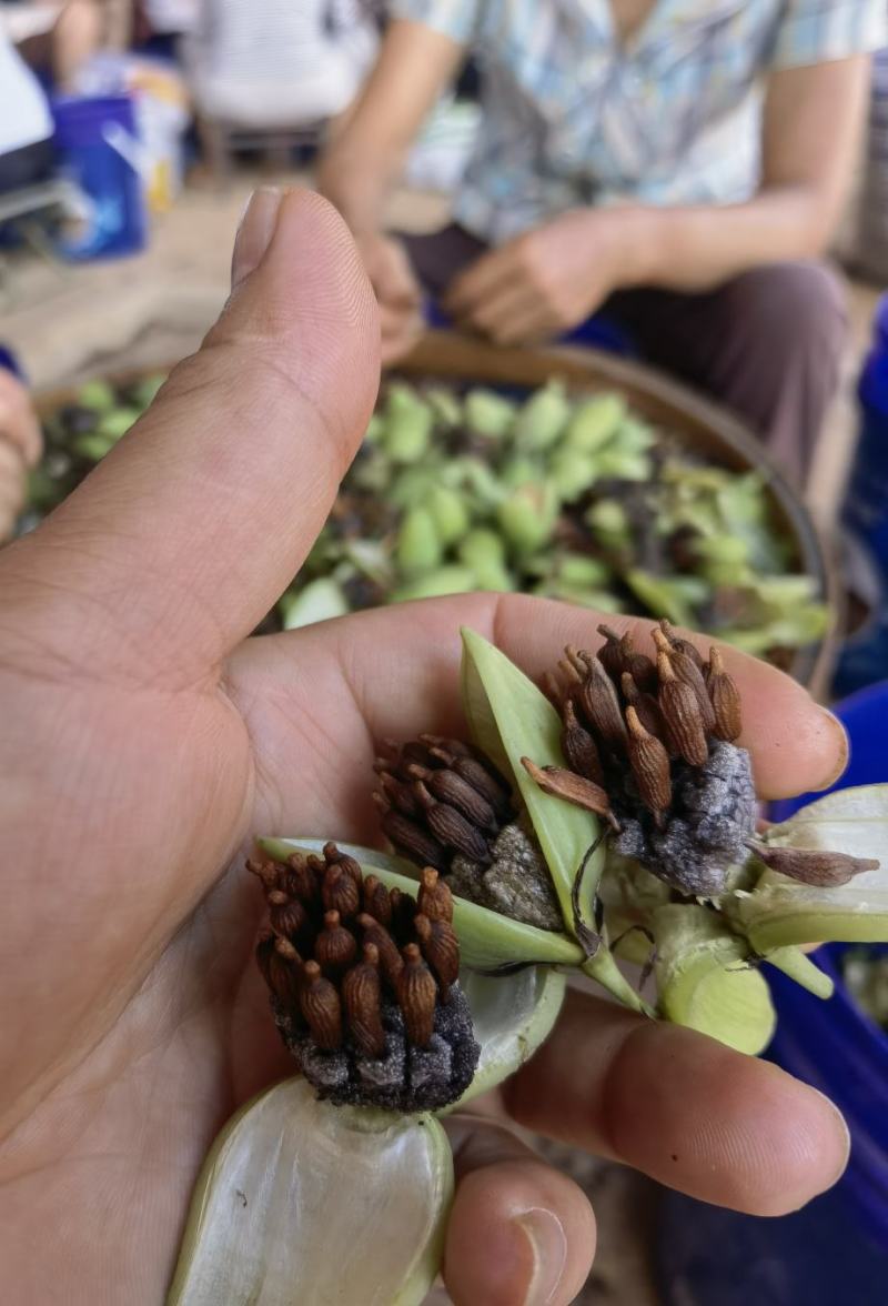 种植基地直批红花百部种子大红花百部种子大量供应