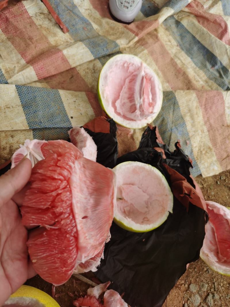 南宁精品三红蜜柚已上市，一个园一百多万斤，需要的直接联系