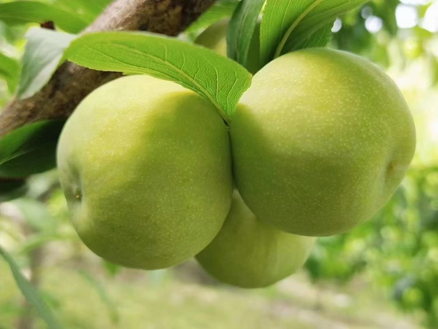 青脆李子果园实景图