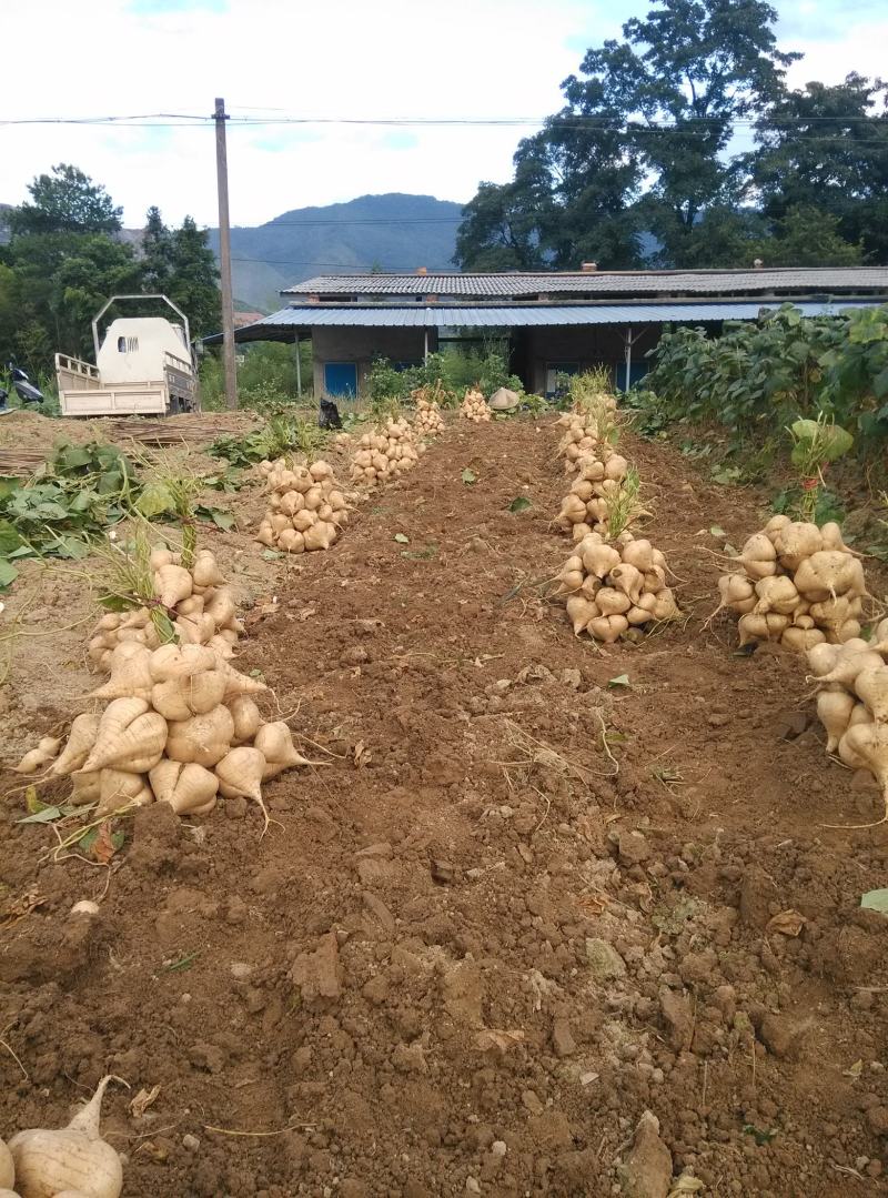 凉薯，白地瓜，香芋