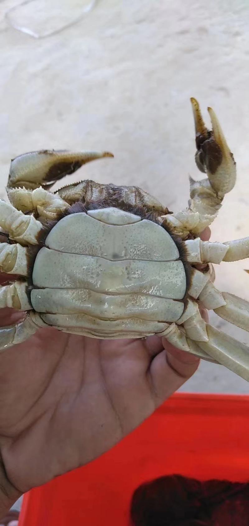 黄河口大闸蟹
