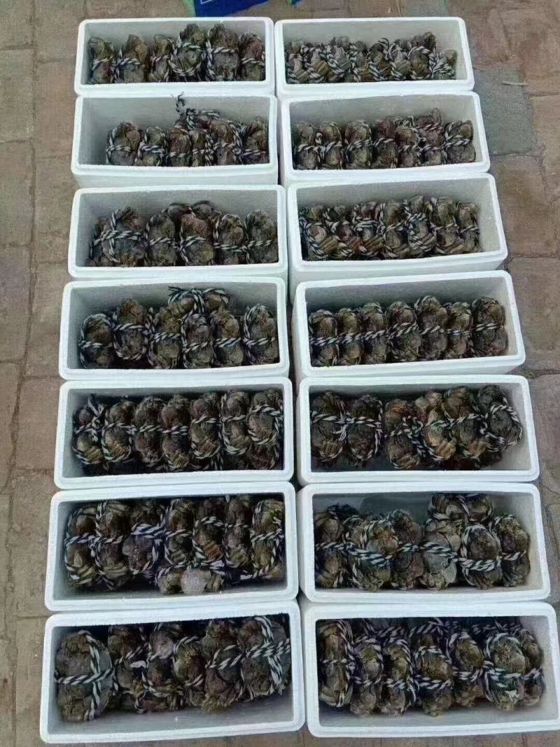 黄河口大闸蟹