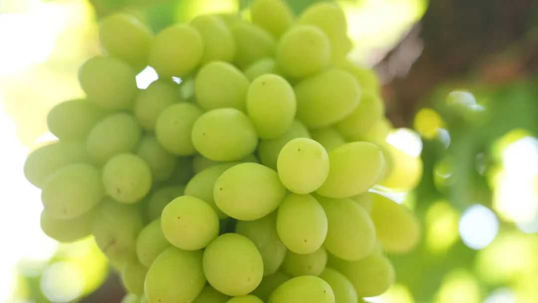绿葡萄特写