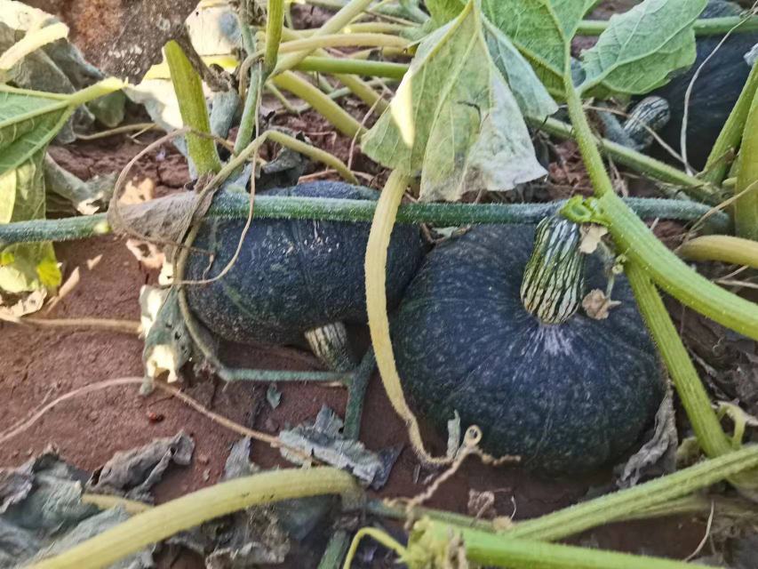 成熟的板栗南瓜果实,颜色橙红,果皮坚硬,准备采收 板栗南瓜果实成熟图