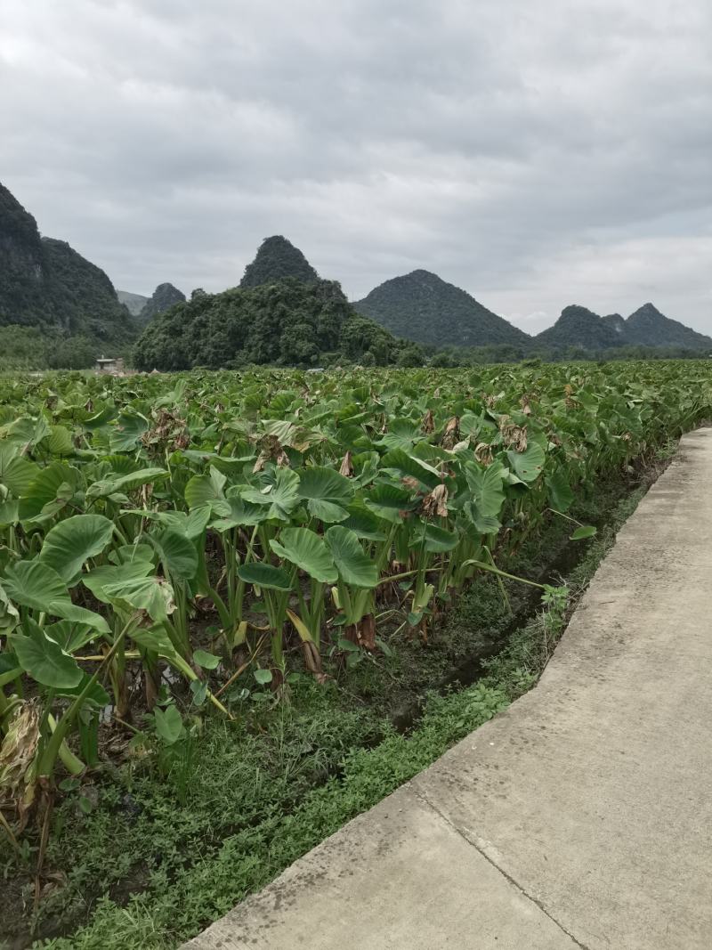 荔浦香芋粉香软糯口感细腻新鲜现挖量大优惠品质保证