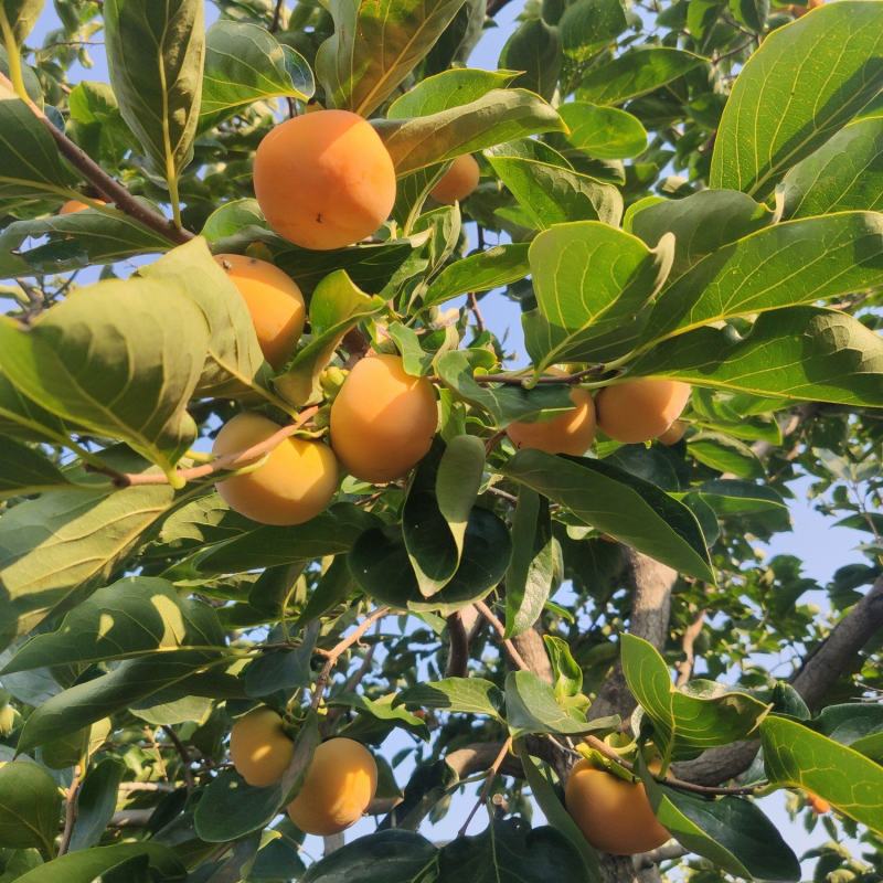 柿子上市欢迎预定