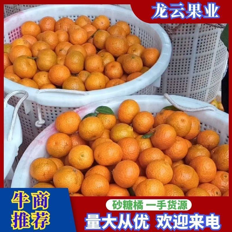 沙糖桔，光头果，承接电商平台精品市场批产地直供一手货源