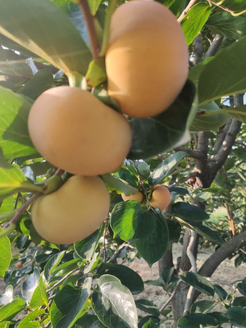 柿子上市欢迎预定