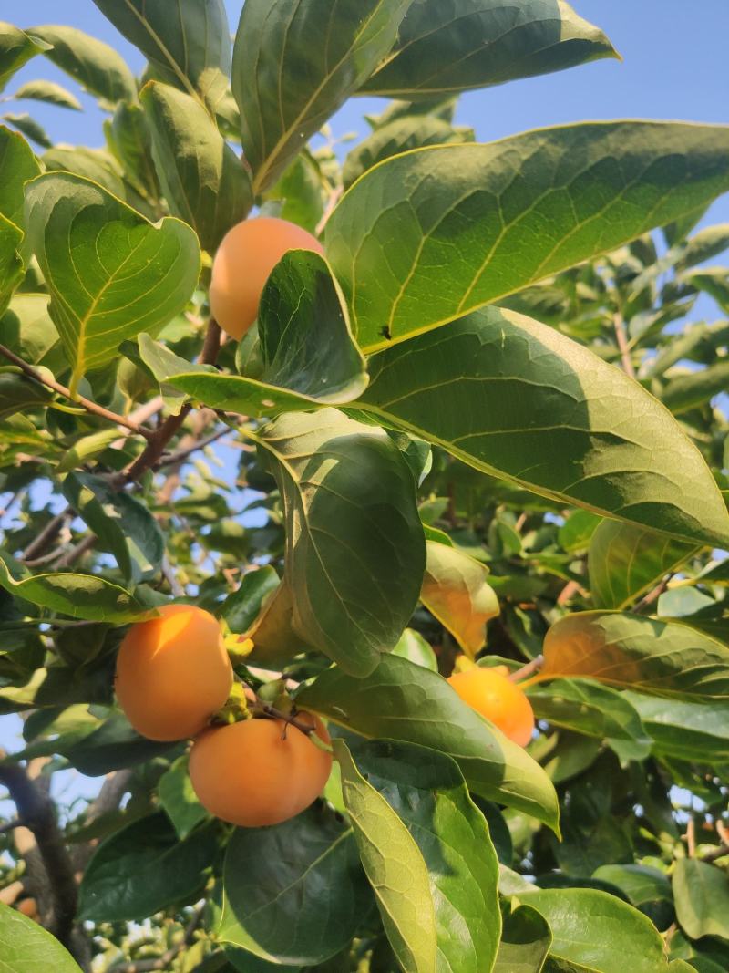 柿子上市欢迎预定