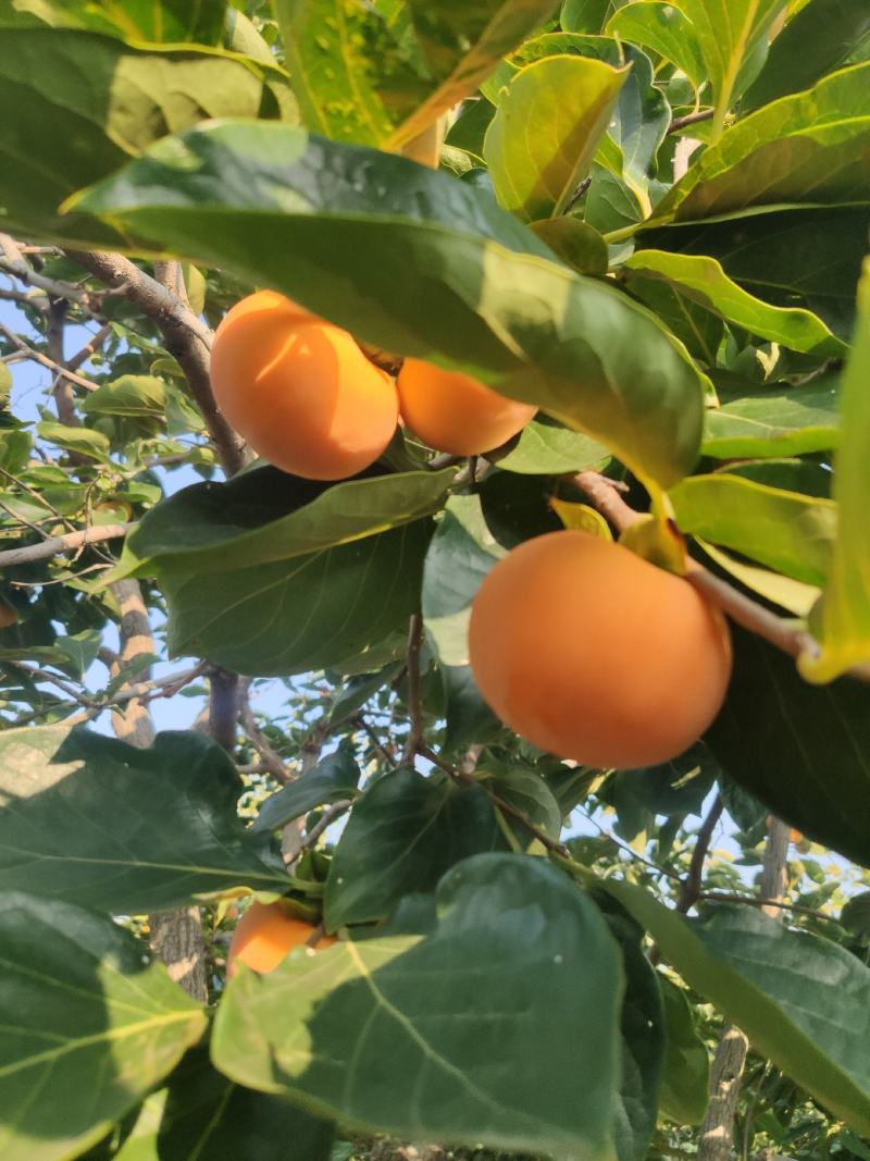 柿子上市欢迎预定