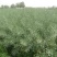 四川矮杆甘蓝型油菜种子接荚密籽粒饱满出油率高菜籽