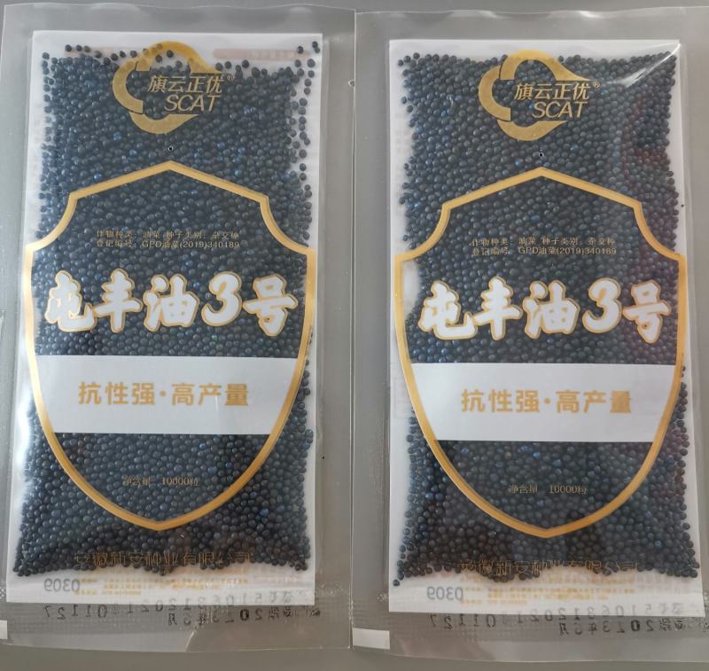 四川矮杆甘蓝型油菜种子接荚密籽粒饱满出油率高菜籽
