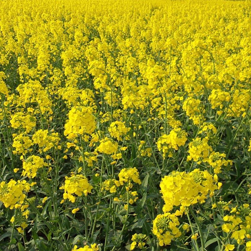 四川矮杆甘蓝型油菜种子接荚密籽粒饱满出油率高菜籽