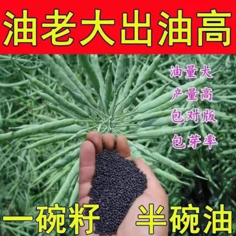 四川矮杆甘蓝型油菜种子接荚密籽粒饱满出油率高菜籽