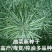 四川矮杆甘蓝型油菜种子接荚密籽粒饱满出油率高菜籽