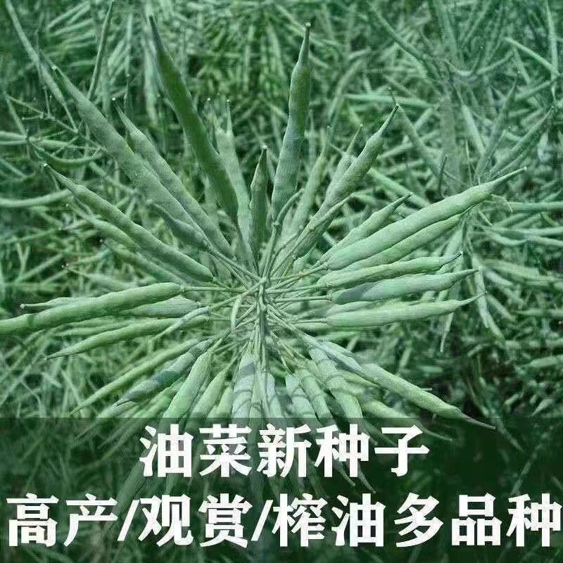 四川矮杆甘蓝型油菜种子接荚密籽粒饱满出油率高菜籽