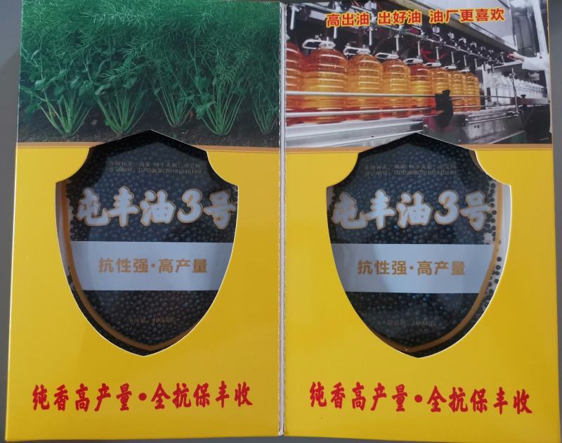 四川矮杆甘蓝型油菜种子接荚密籽粒饱满出油率高菜籽