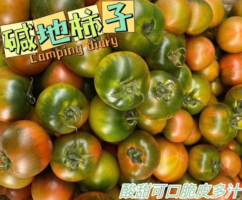 盘锦碱地柿子