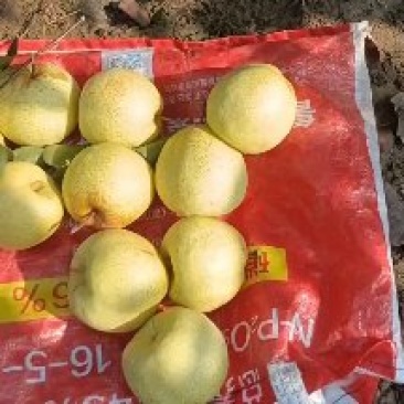 酥梨光果半斤六两以上自家种植保证质量