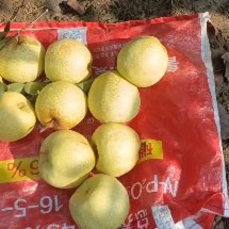 酥梨光果半斤六两以上自家种植保证质量