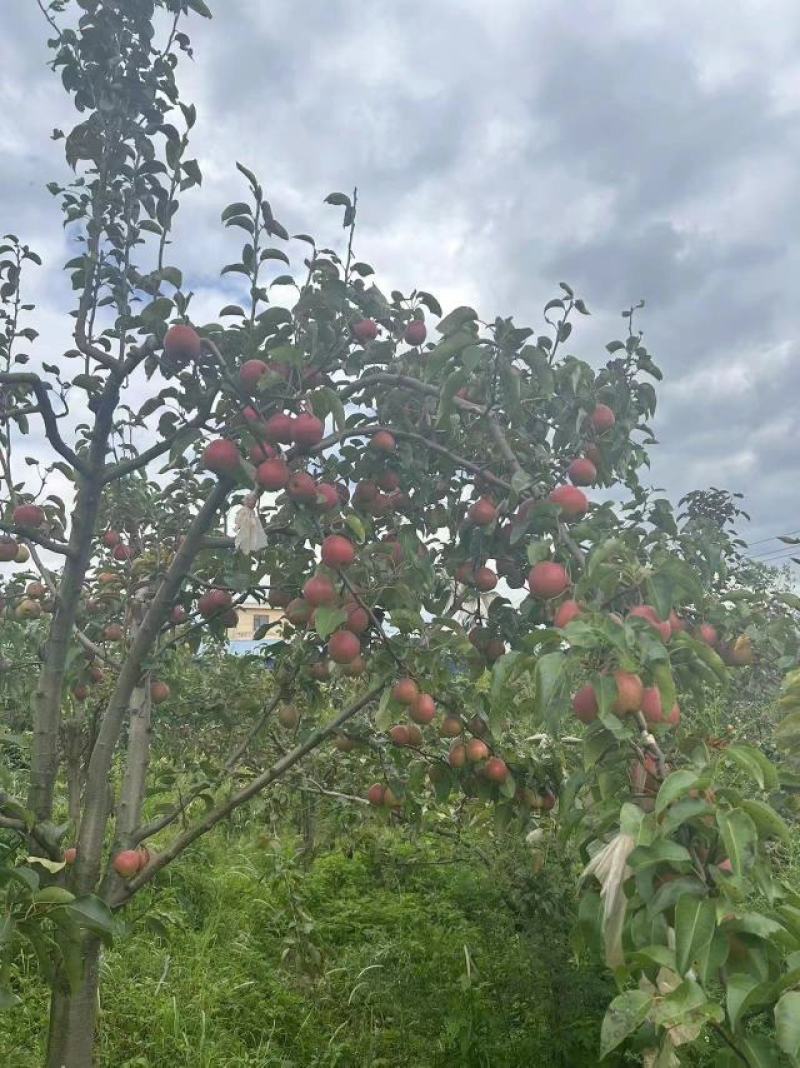 高原红梨