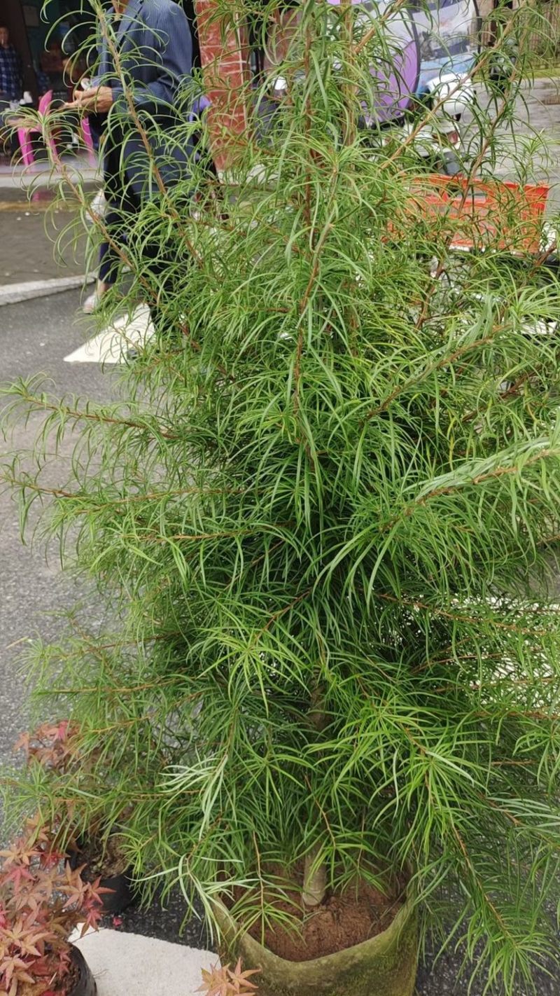 金钱松
