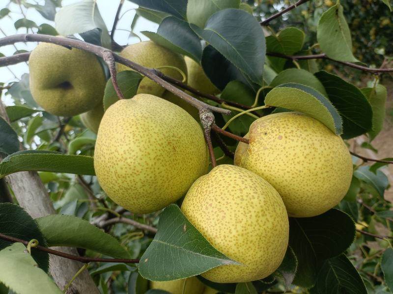 酥梨光果半斤六两以上自家种植保证质量