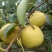 酥梨光果半斤六两以上自家种植保证质量