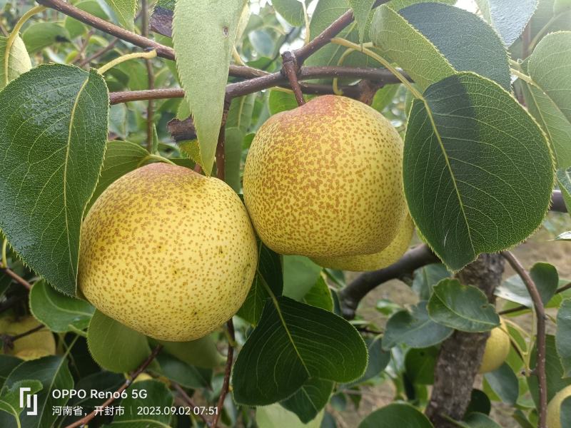 酥梨光果半斤六两以上自家种植保证质量