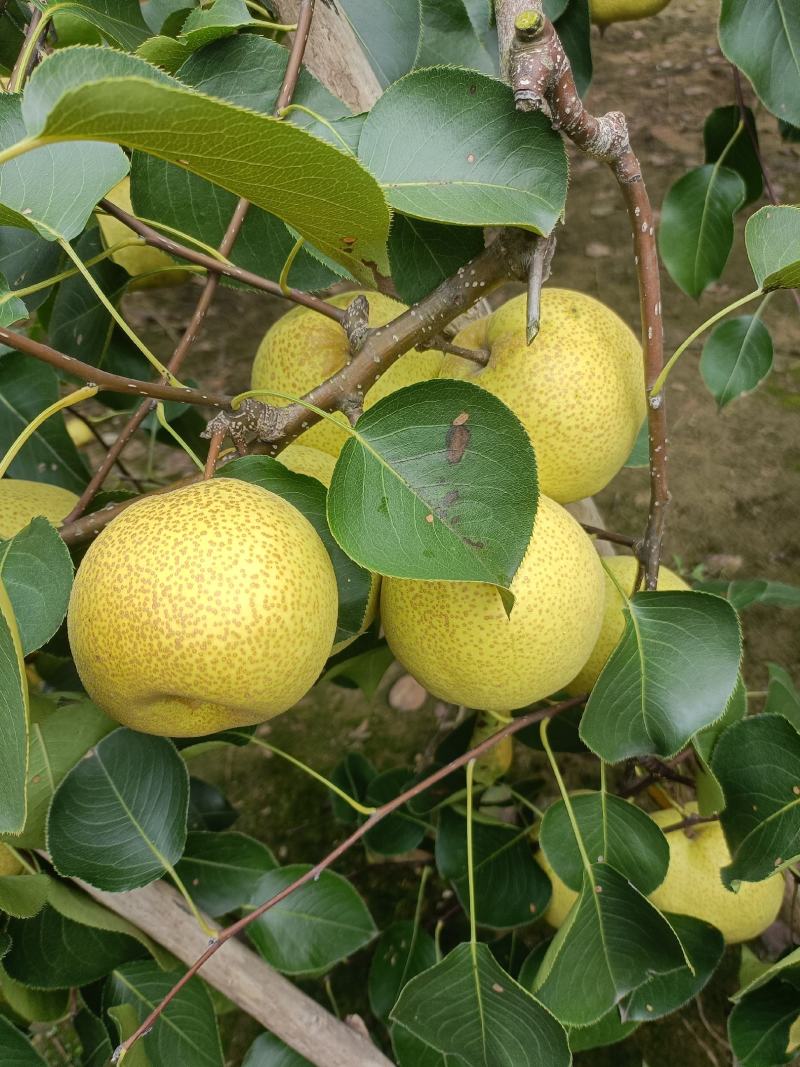 酥梨光果半斤六两以上自家种植保证质量