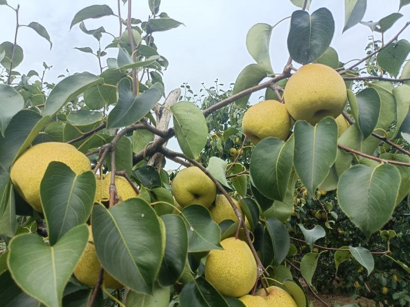 酥梨光果半斤六两以上自家种植保证质量