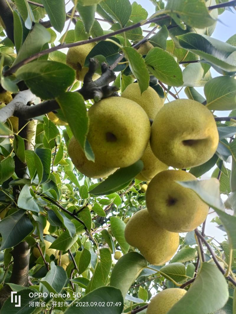 酥梨光果半斤六两以上自家种植保证质量