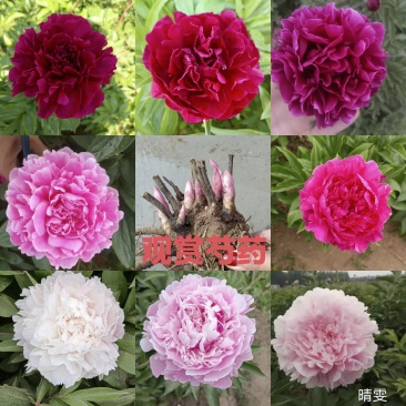 芍药，精品观赏芍药，基地直供，保品种，保成活