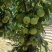 大果山植