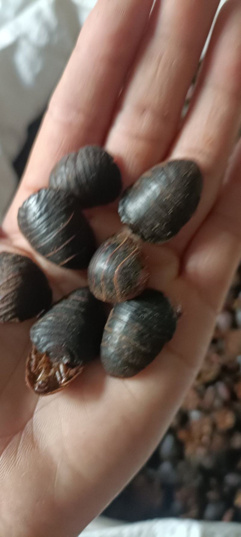 土鳖虫，中药材批发，干净无杂质，足斤足量，欢迎各位老板下