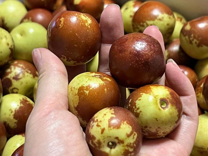 临县滩枣鲜果高清特写图:清晰呈现其标志性的细长纺锤形(羊角状)、紫褐色高光果皮、密集浅褐色果点及两端形态特征 临县滩枣(羊枣)新鲜果实特写:单果平铺展示典型羊角形轮廓,果皮紫褐泛油亮光泽,表面分布均匀浅褐色圆形果点,果顶尖细,果基微凹,背景为浅灰亚麻布纹理