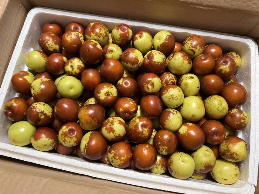 沧州脆枣冷链物流装箱现场
