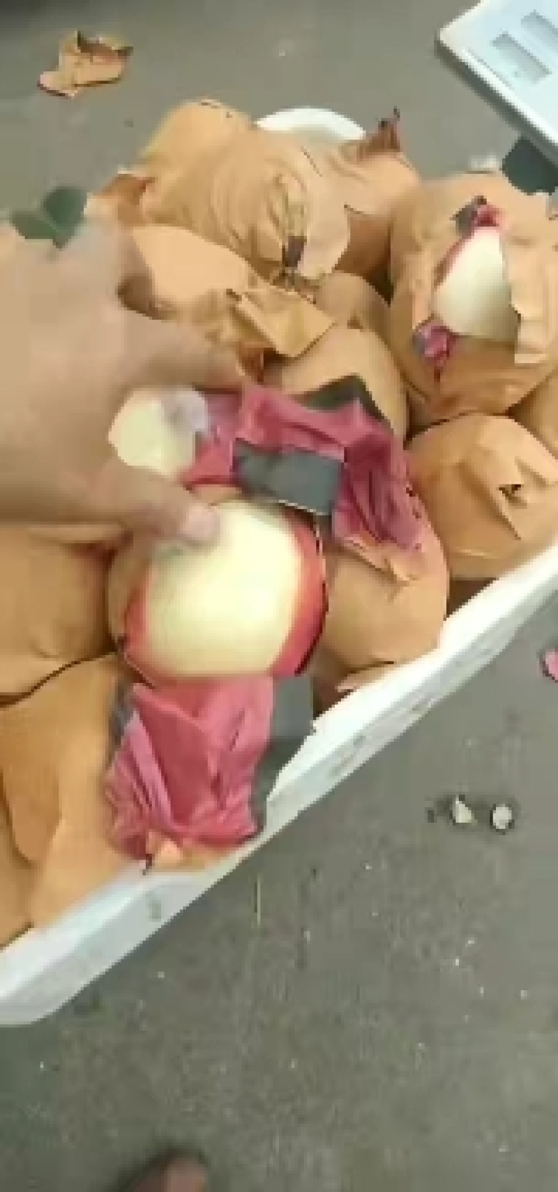 丰水梨250~300g纸加膜口感脆甜多汁货源充足