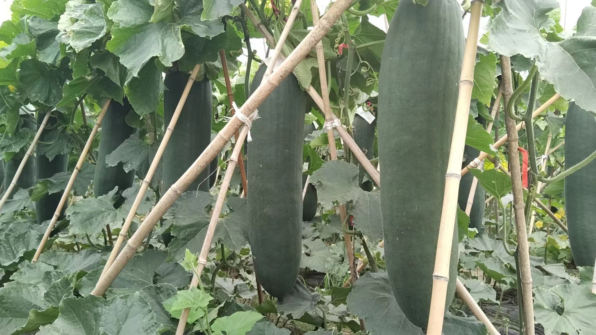 一片处于生长中期的冬瓜地,冬瓜藤蔓尚未完全展开,地面仍有较大空隙。在每两株冬瓜之间,菜豆植株已长至约80厘米高,沿着插入的竹竿向上攀爬,部分已开花结荚。菜豆叶片清晰可见,未与冬瓜叶片重叠,形成垂直分层结构。阳光透过间隙照射到地面,显示出良好的通风透光条件 冬瓜与菜豆共生田间实景图