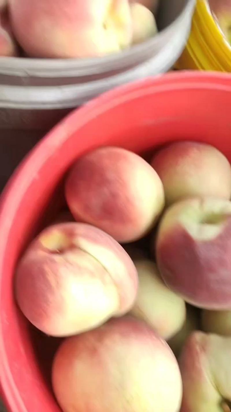 丰水梨250~300g纸加膜口感脆甜多汁货源充足
