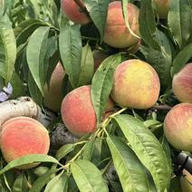 山东青州蜜桃产地货源大量供应大老板大叶蜜桃可视频