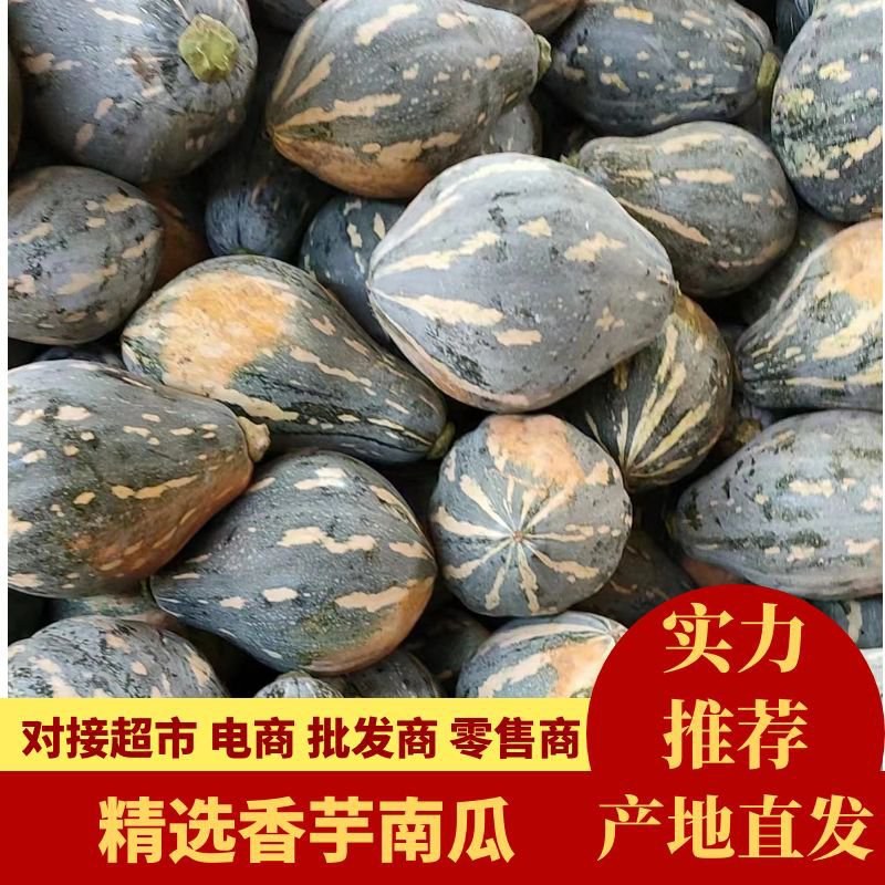 精品香芋南瓜大量上市，香味十足够粉，诚信经营有回头车