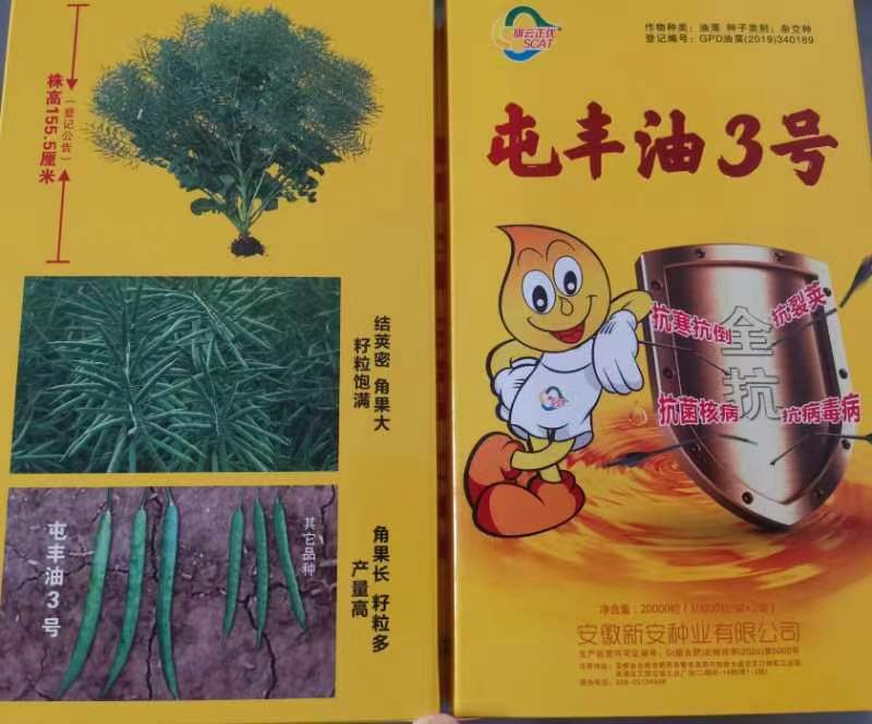 黑油菜种子油菜种子龙油99油菜种子分枝多出油率有优势