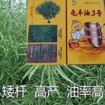 黑油菜种子油菜种子龙油99油菜种子分枝多出油率有优势